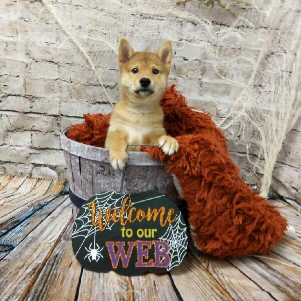 Shiba Inu-DOG-Male-Red-6211-Petland Robinson, Pittsburgh, PA