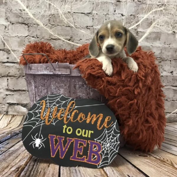 Beagle-DOG-Female-Blue White / Tan-6209-Petland Robinson, PA