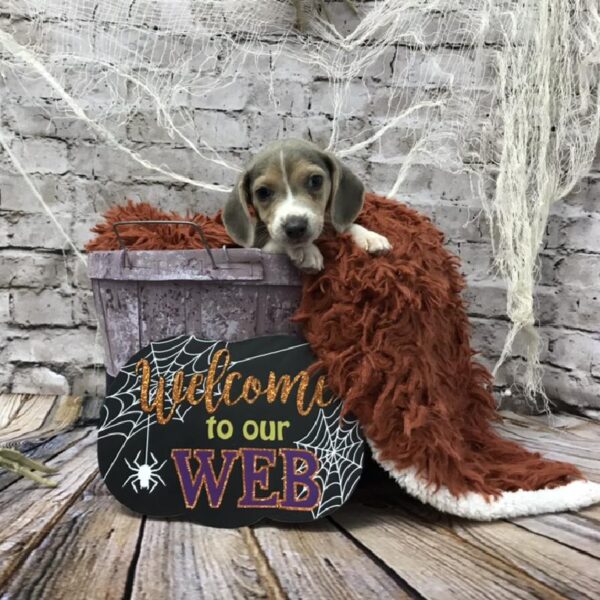 Beagle-DOG-Male-Blue White / Tan-6208-Petland Robinson, Pittsburgh, PA