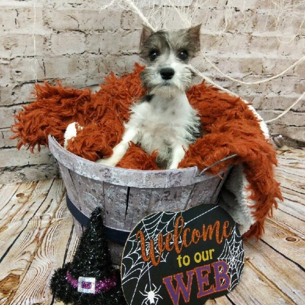 Mini Schnauzer-DOG-Female-Salt and Pepper / Parti-6207-Petland Robinson, Pittsburgh, PA