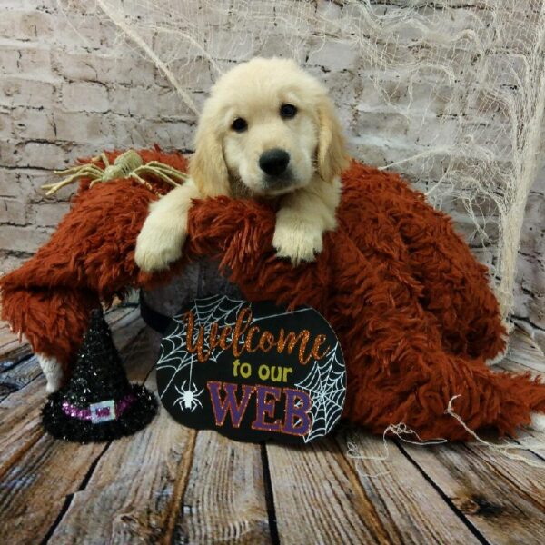 Golden Retriever-DOG-Male-Light Golden-6206-Petland Robinson, Pittsburgh, PA