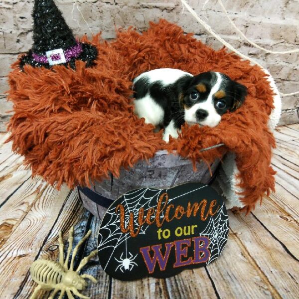 Cavalier King Charles Spaniel-DOG-Female-Black and White / Tan-6204-Petland Robinson, Pittsburgh, PA