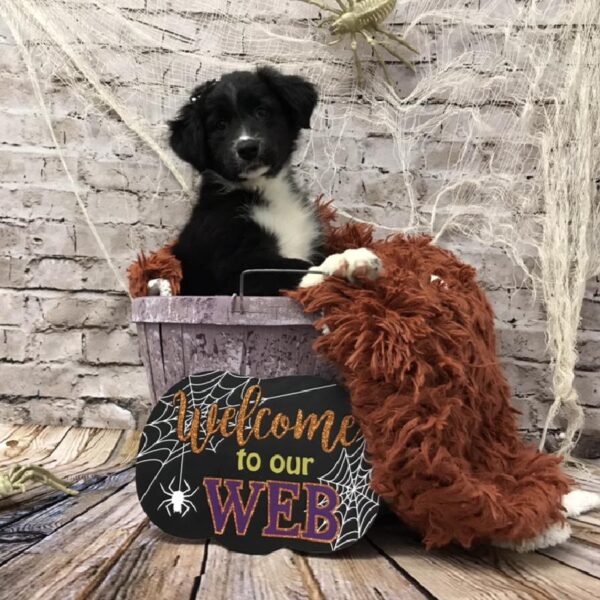 Aussie-Collie DOG Female Black White / Tan 6213 Petland Robinson, PA