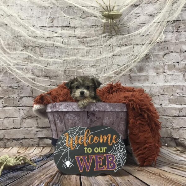 Yorkie-Poo-DOG-Male-Golden-6225-Petland Robinson, Pittsburgh, PA