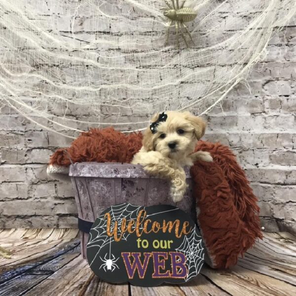 Morkie-DOG-Female-Apricot-6226-Petland Robinson, Pittsburgh, PA