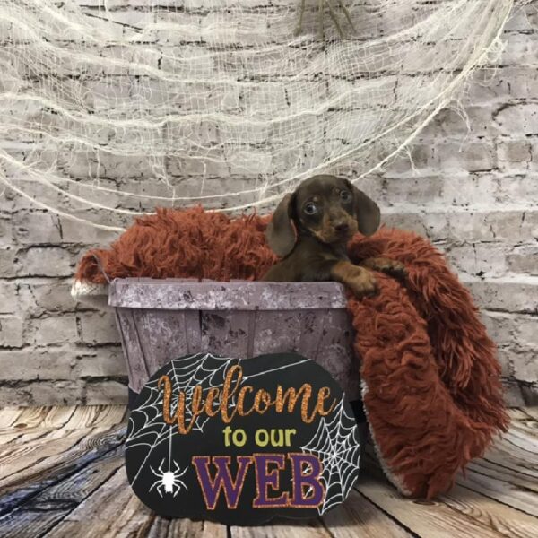 Dachshund-DOG-Male-Chocolate / Tan-6233-Petland Robinson, Pittsburgh, PA