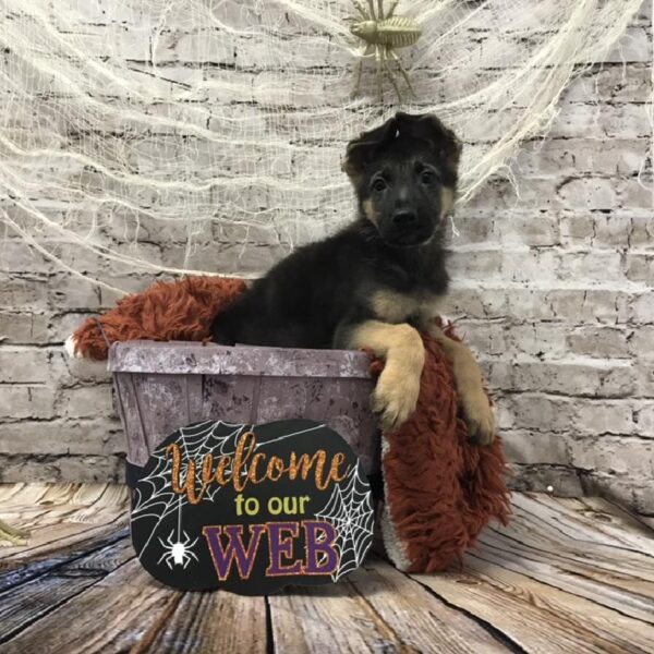 German Shepherd-DOG-Male-Black / Tan-6229-Petland Robinson, PA