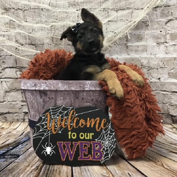 German Shepherd-DOG-Female-Black / Tan-6230-Petland Robinson, Pittsburgh, PA