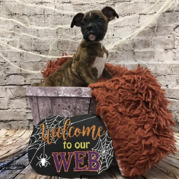 Boxer DOG Female Brindle / White 6232 Petland Robinson, PA