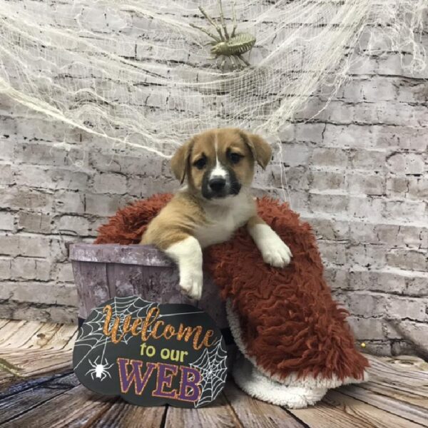 Australian Shepherd-Corgi-DOG-Male-Red-6250-Petland Robinson, Pittsburgh, PA