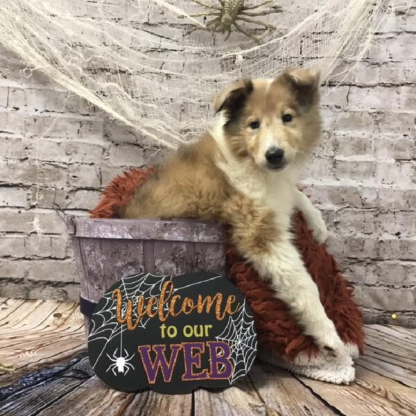 Collie DOG Male Sable / White 6249 Petland Robinson, PA