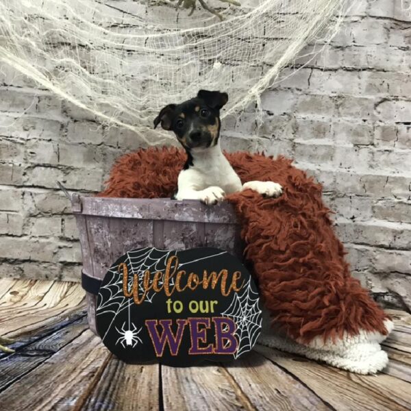 Jack Russell Terrier-DOG-Female-White Black / Tan-6248-Petland Robinson, Pittsburgh, PA