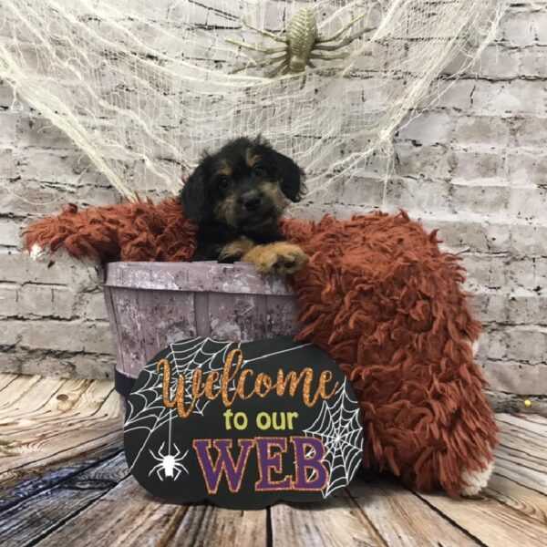 Schnoodle DOG Female Black and Brown 6243 Petland Robinson, PA