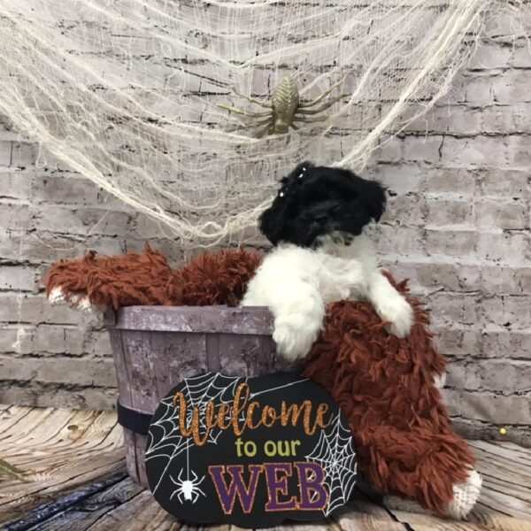 Teddy Bear-DOG-Female-Black and White-6244-Petland Robinson, Pittsburgh, PA