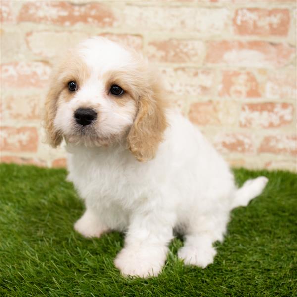 Cavachon-DOG-Male-Blenheim-6256-Petland Robinson, Pittsburgh, PA