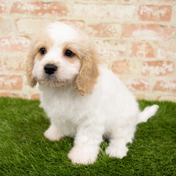 Cavachon DOG Male Blenheim 6256 Petland Robinson, PA