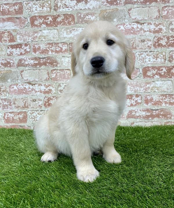 Golden Retriever DOG Male Golden 6257 Petland Robinson, PA