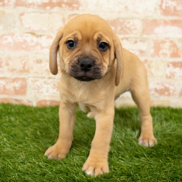 Puggle DOG Male Fawn 6258 Petland Robinson, PA