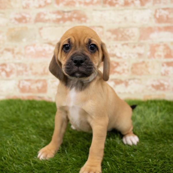 Puggle-DOG-Female-Fawn-6259-Petland Robinson, Pittsburgh, PA