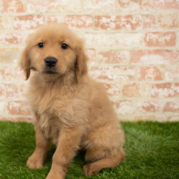 Golden Retriever DOG Female Golden 6260 Petland Robinson, PA