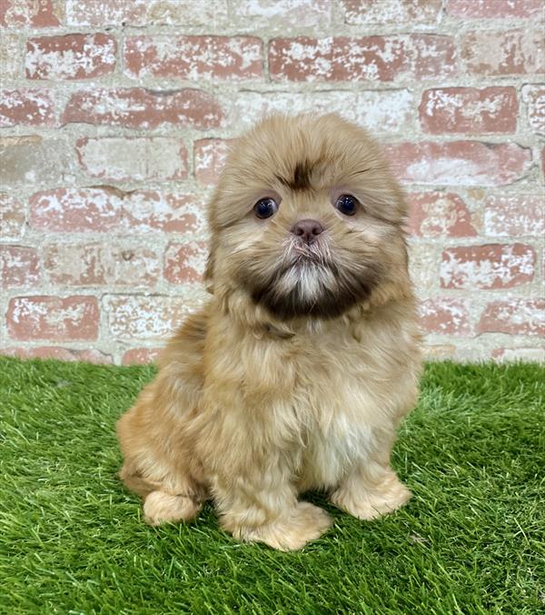 Shih Tzu DOG Female Gold 6261 Petland Robinson, PA