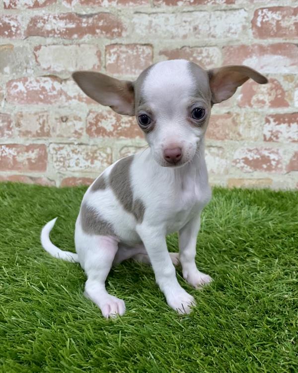 Chihuahua DOG Male Blue 6262 Petland Robinson, PA