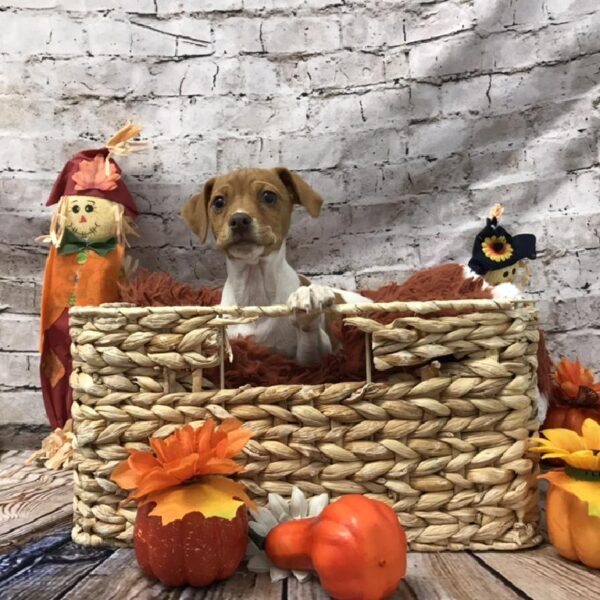 Rat Terrier-DOG-Male-Red / White-6277-Petland Robinson, Pittsburgh, PA