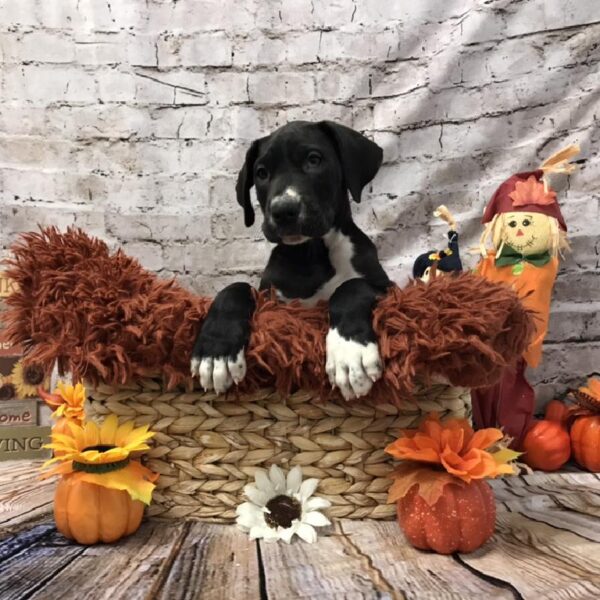 Great Dane-DOG-Male-Black-6278-Petland Robinson, Pittsburgh, PA