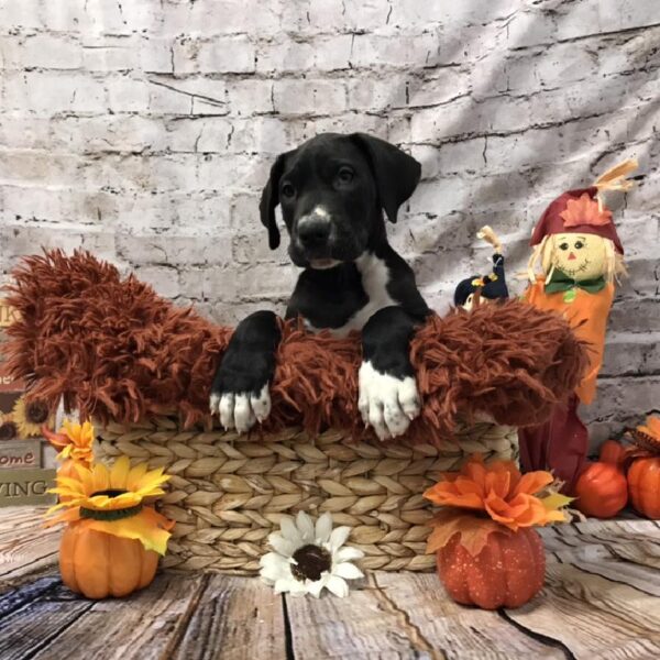 Great Dane DOG Male Black 6278 Petland Robinson, PA