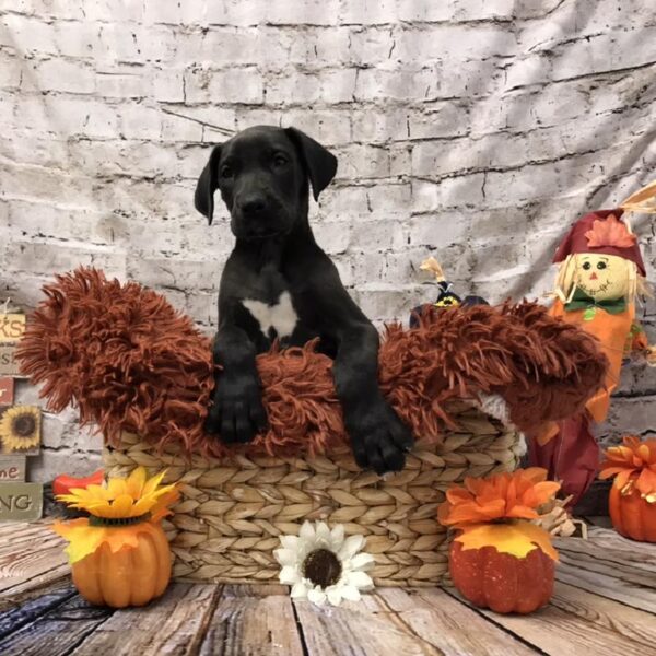 Great Dane DOG Female Black 6279 Petland Robinson, PA