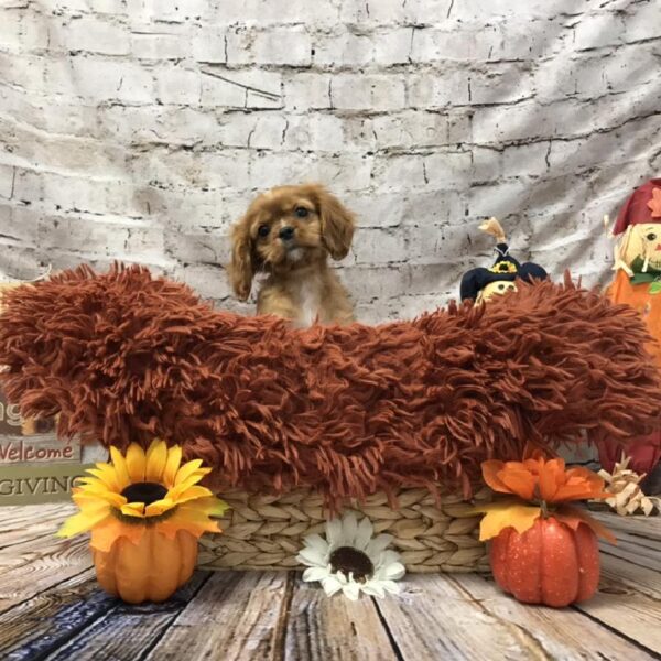 Cavalier King Charles Spaniel-DOG-Male-Ruby-6273-Petland Robinson, Pittsburgh, PA