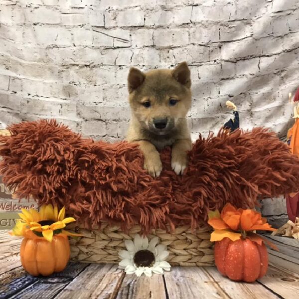 Shiba Inu-DOG-Male-Red Sesame-6270-Petland Robinson, Pittsburgh, PA