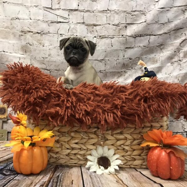 Puggle DOG Female Fawn 6269 Petland Robinson, PA