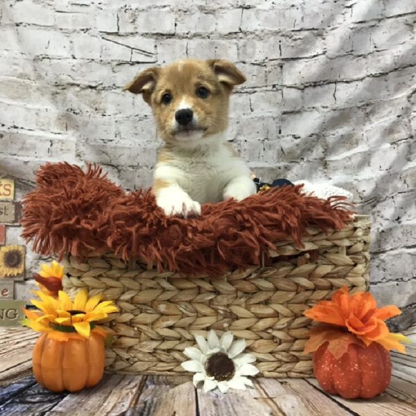 Pembroke Welsh Corgi-DOG-Male-Red-6268-Petland Robinson, Pittsburgh, PA
