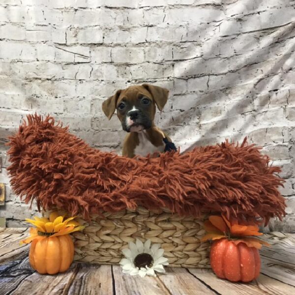 Boxer DOG Female Fawn 6267 Petland Robinson, PA