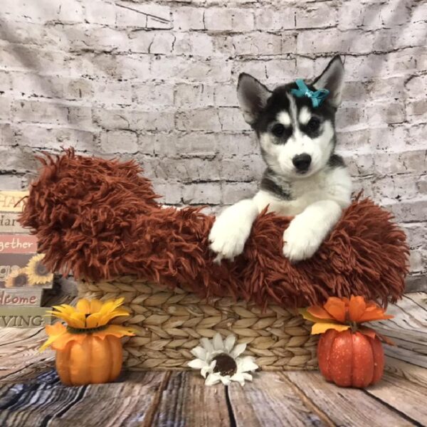 Siberian Husky-DOG-Female-Black and White-6272-Petland Robinson, Pittsburgh, PA