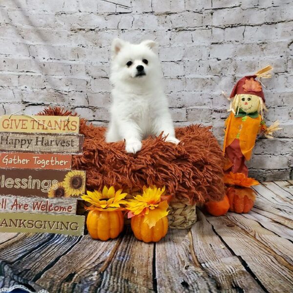 American Eskimo-DOG-Female-White-6284-Petland Robinson, Pittsburgh, PA