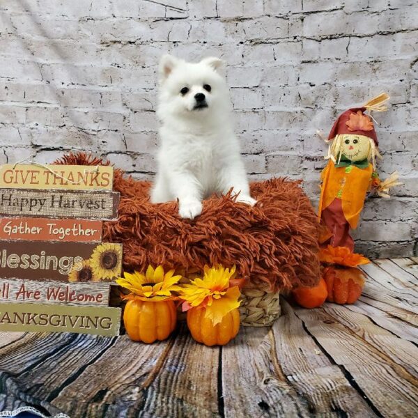 American Eskimo DOG Female White 6284 Petland Robinson, PA