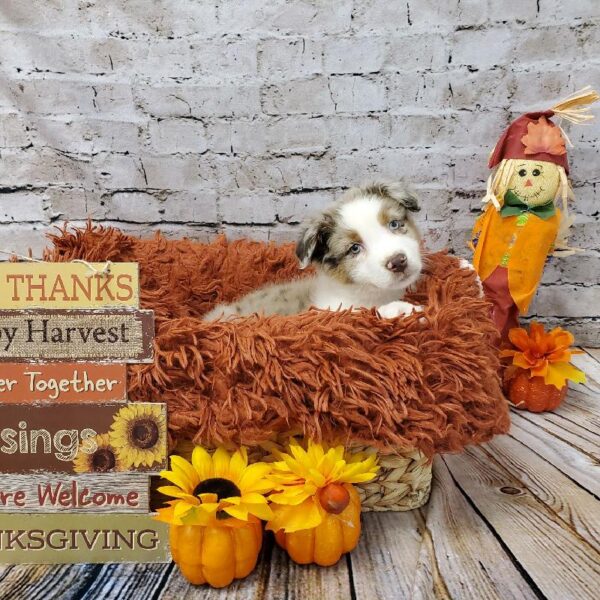 Australian Shepherd-DOG-Male-Red Merle-6285-Petland Robinson, Pittsburgh, PA