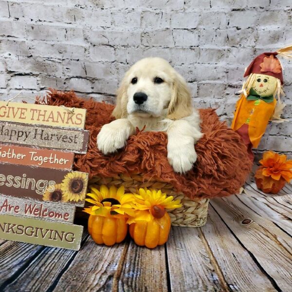 Golden Retriever-DOG-Male-Golden-6286-Petland Robinson, Pittsburgh, PA