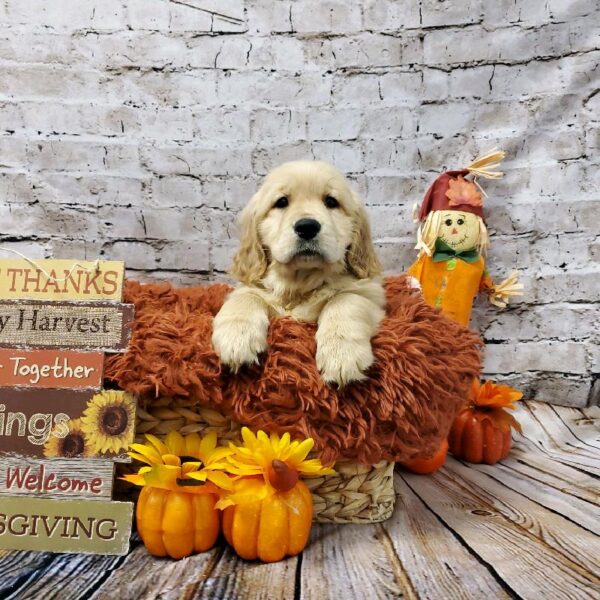 Golden Retriever-DOG-Female-Golden-6287-Petland Robinson, Pittsburgh, PA