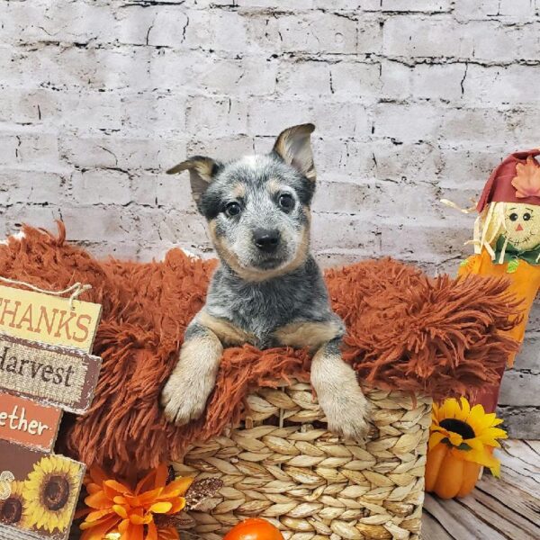 Australian Cattle Dog-DOG-Female-Blue Mottled-6298-Petland Robinson, Pittsburgh, PA