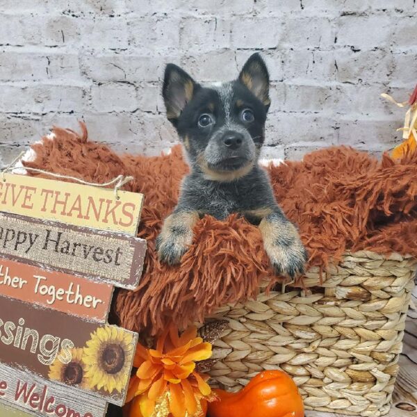 Australian Cattle Dog-DOG-Male-Blue Mottled-6297-Petland Robinson, Pittsburgh, PA