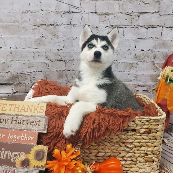 Siberian Husky-DOG-Male-Black Grey and White-6293-Petland Robinson, Pittsburgh, PA
