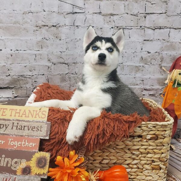 Siberian Husky DOG Male Black Grey and White 6293 Petland Robinson, PA