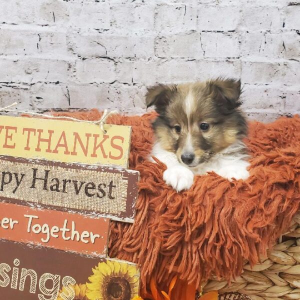 Sheltie-DOG-Male-Sable and White-6292-Petland Robinson, Pittsburgh, PA