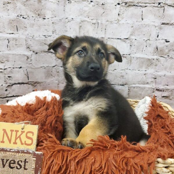 German Shepherd DOG Female Black and Tan 6291 Petland Robinson, PA