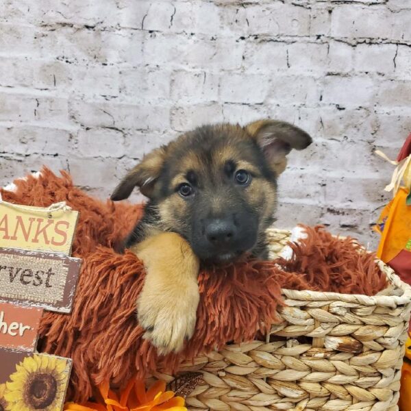 German Shepherd DOG Male Black and Tan 6290 Petland Robinson, PA