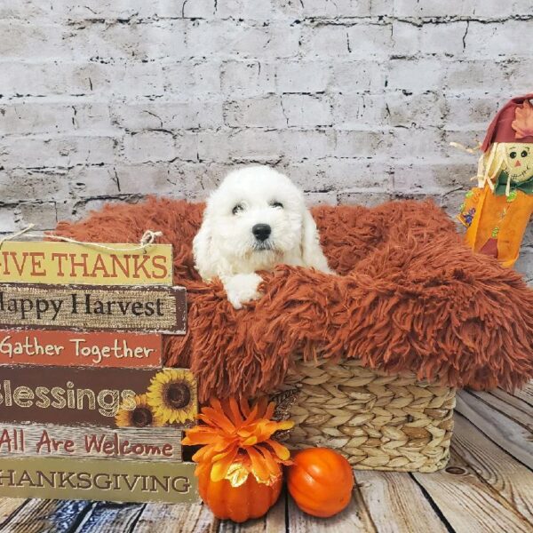 Bichon DOG Female White 6289 Petland Robinson, PA