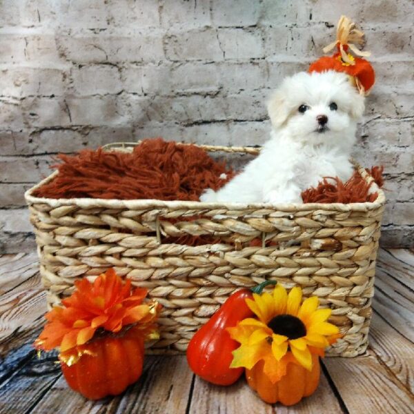 Maltese DOG Male White 6303 Petland Robinson, PA